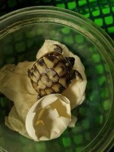 Griechische Landschildkrötenbabys