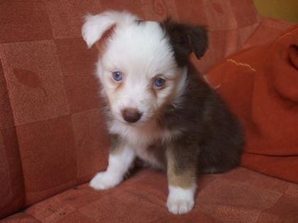 Toy Australian Shepherd Welpen