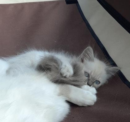 Katze Kater Heilige Birma Kitten ähnlich Ragdoll