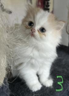 Persicher baby kitten