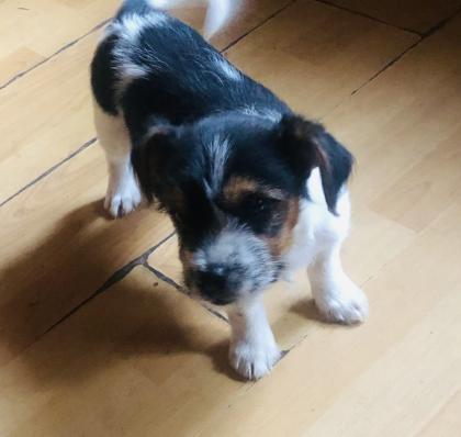 Verkaufe Mixjackrussel welpe