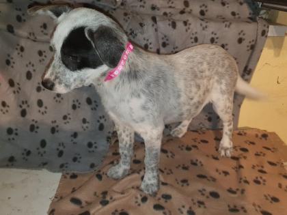 Australien Cattle Dog Mix, Texas Heeler, Australien Cattle dog x Shepard