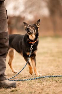 Lessie. ängstliches Hundemädchen sucht so sehr ihre Familie