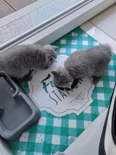 Kitten ab Oktober abzugeben