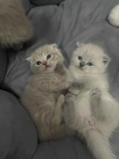 BKH Kitten
