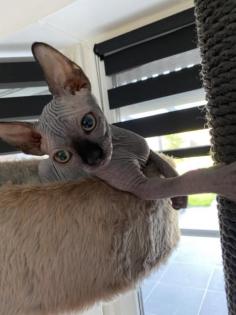 Kanadische Sphynx Kitten