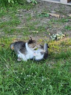 Katzen Kinder vom Bauernhof ab sofort abzugeben