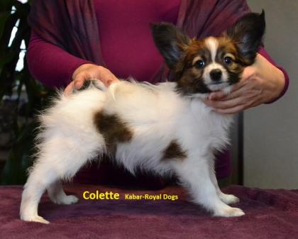Papillon Welpen FCI Hunde show