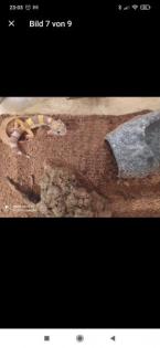 Gecko mit Transport Box und Inhalt