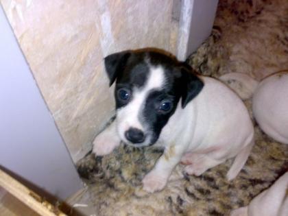 Reinrassige Mini Jack-Russel-TeRRier kurze Schnauze, kurze Beinchen, sehr klein b