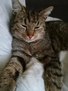 Kater seit 25. 08. 2023