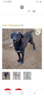 Tolle Welpen, Junghunde Hundesenioren