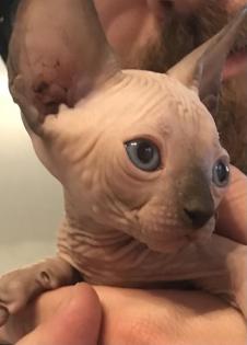 Sphynx-Kitten