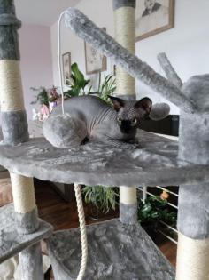 Sphynk Kitten
