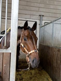 Beistellpferd bedingt reitbar
