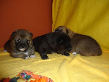 Shiba Inu Welpen