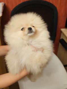 Zwergspitz/ Pomeranian