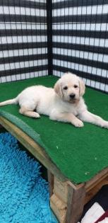 Noch 2 süße Goldendoodle Welpen suchen ihre Traumfamilie