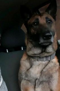 Malinois Belgischer Schäferhund