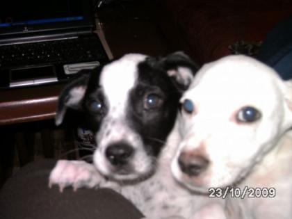 Nala und Pero suchen.