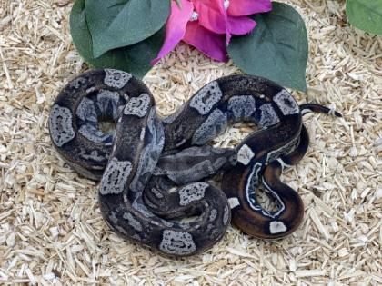 Boa Constrictor Imperator NZ 2022