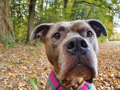 Amstaff American Stafford Terrier Puschel sucht dringend ein neues Zuhause