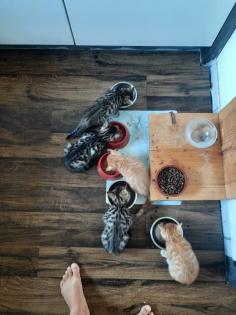 Edelmix Sibirische Waldkatze und Bengal Kitten