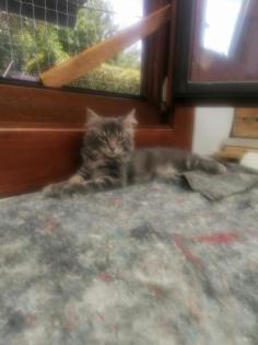 Main Coon Kitten suchen liebevolles Zuhause