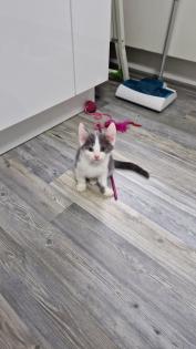 Katzen junges rasse bombay und mischling