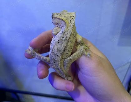 Crested Gecko Weibchen Dalmatiner-Morph