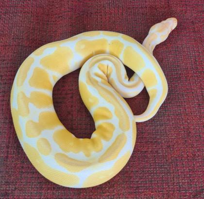 Königspython Albino 0. 1