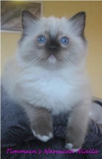 Ragdollkitten abzugeben