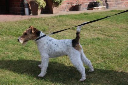Drahthaar Foxterrier Rüde 6 Monate mit Zubehör.