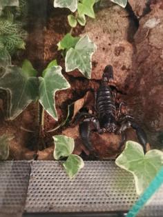 Heterometrus laoticus schwarzer Laos Skorpion