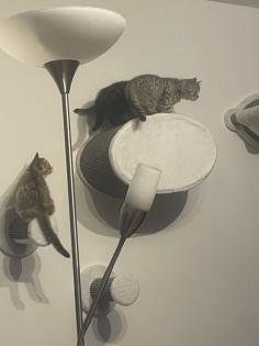 BKH Kitten mit Startpaket Auszugsbereit