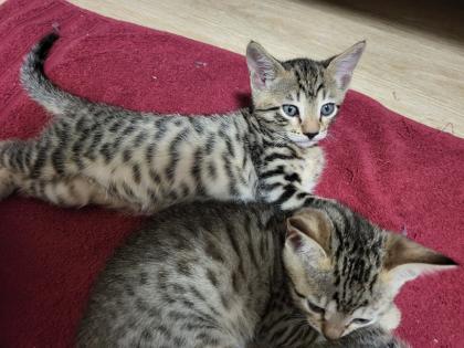 EDELMIX Russisch Blau Bengal Kitten - 2 Jungs 3 Mädchen