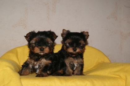 Yorkshire Terrier Welpen black and tan