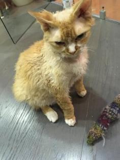 Devon Rex Kater