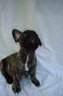 SELTEN HELL GESTROMTE/GETIEGERTE FRANZ. BULLDOG WELPEN