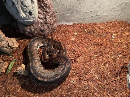 1. 0 Königspython Phyton regius NZ2018 Cinnamon poshet ghost