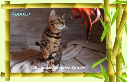 Bengal Kater Abbassi immer gut gelaunt, fröhlich und lieb