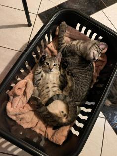 5 kleine mischlings Kätzchen