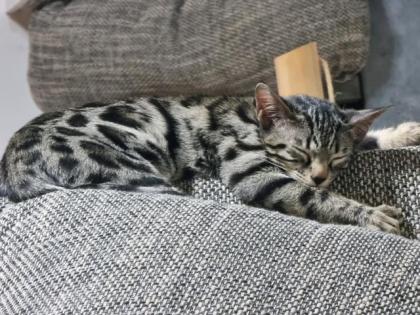 Bengal Katze