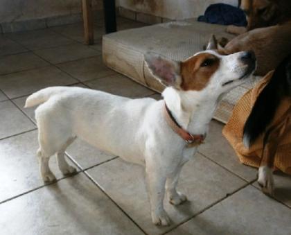 Poppy - munterer kleiner Jack Russel -Feger. in Despinas Haus verkümmert sie