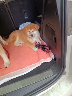 Japanische Akita Inu welpen
