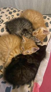 4 süße Katzen suchen ein neues Zuhause