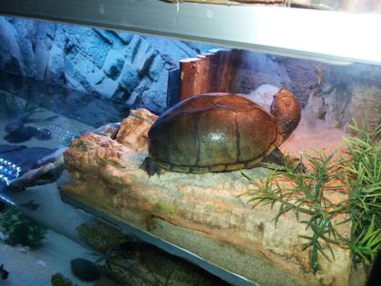 3 Moschusschildkröten mit Aquarium Schrank Pumpe