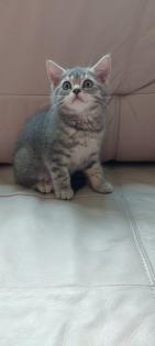 Katzenbabys BKH 29. 03. 23 geboren