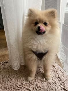 Pomeranien Hündin