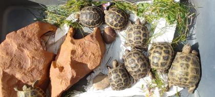 Testudo horsfieldii / Russische Vierzehen Landschildkröten abzugeben